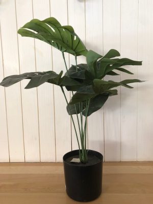 PLANTA 5O CM